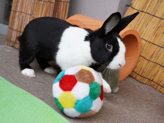 220605ビスケDSC06896 (2)