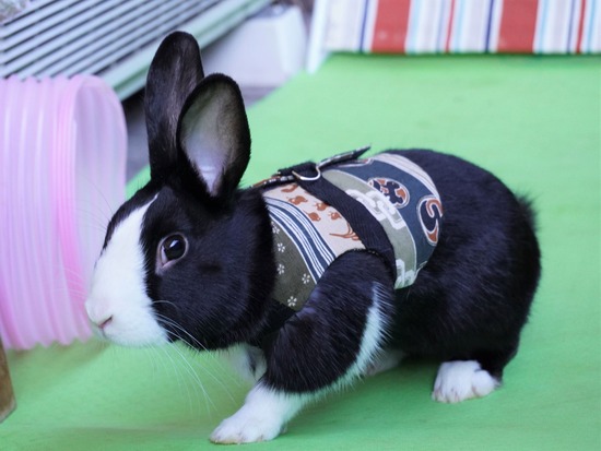 220101ビスケDSC00821 (2)