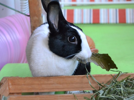 211123 komaDSC_1385 (2)