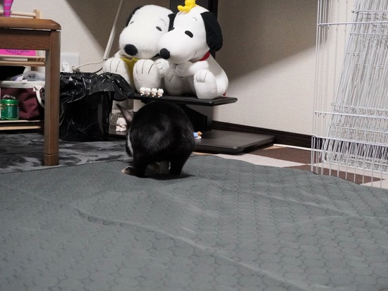 221123わらびDSC03829 (2)