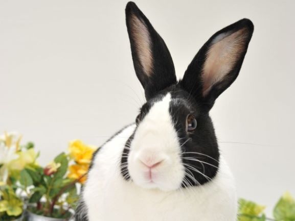 お知らせ 兎鳥庵 うさぎさんの里親募集