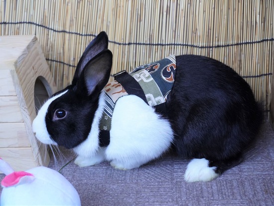 220101クッキーDSC00663 (2)