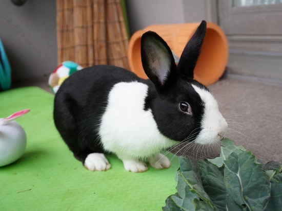 220213ビスケDSC06584 (2)