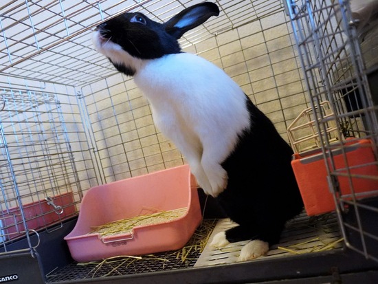 220904くろみつDSC00257 (2)