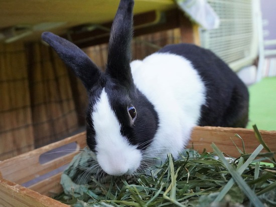 220110komaDSC02693 (2)