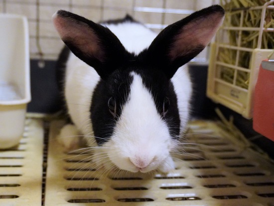 220827しらたまDSC08800 (2)