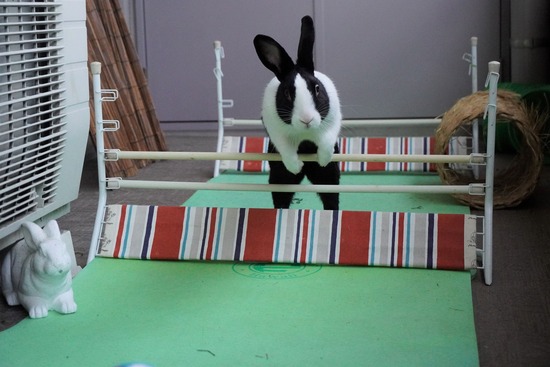 20230429あいDSC06723