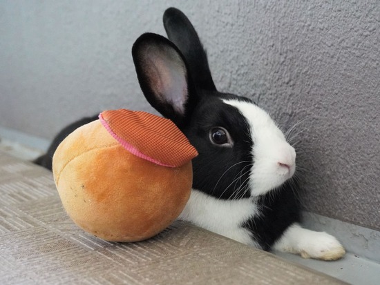 220505ビスケDSC03947 (2)