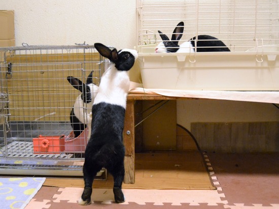 210815 こまDSC_2204 (2)