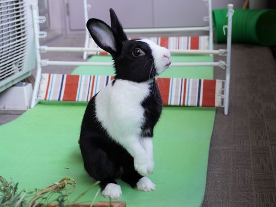 220410ビスケDSC00805 (2)