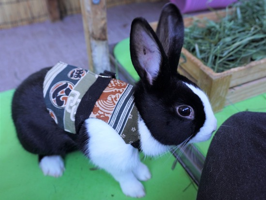 220101ビスケDSC00840 (2)