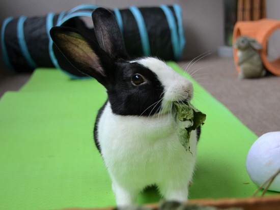 210905 こまDSC_2105 (2)