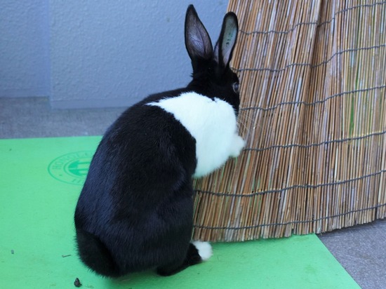 220103ビスケDSC02107 (2)