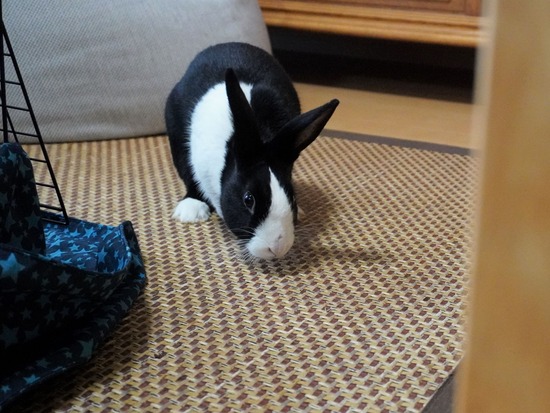 220205ビスケDSC05357 (2)