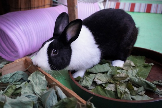 20230503げんDSC08622