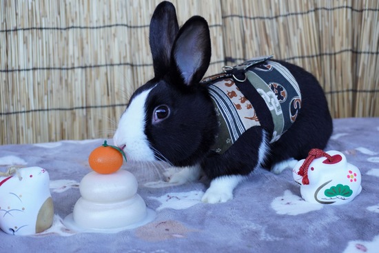 220101ビスケDSC00730 (2)