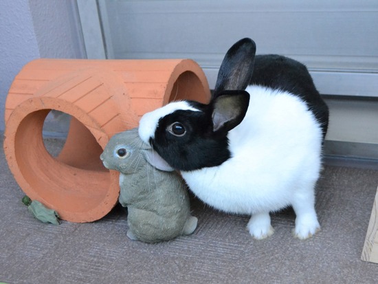 210920 koma DSC_2494 (2)