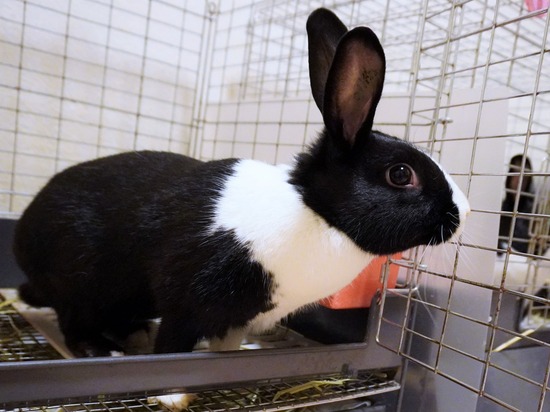 220827もなかDSC08808 (2)