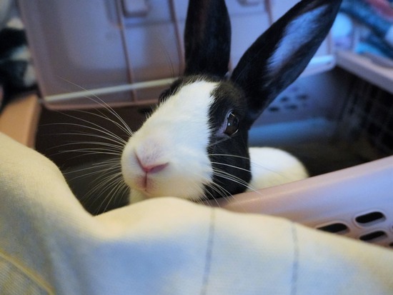 221029きなこDSC03403 (2)