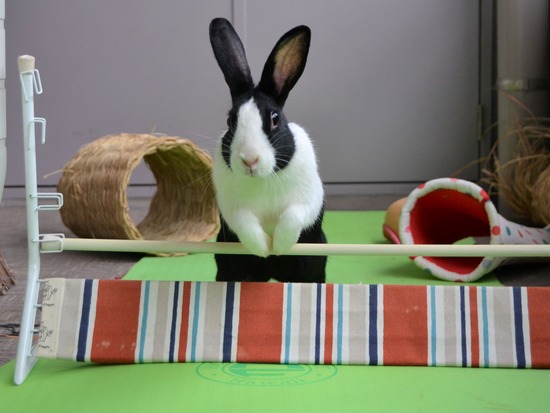 210509 こまDSC_2309 (2)