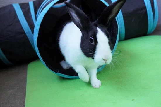 220212komaDSC06056 (2)