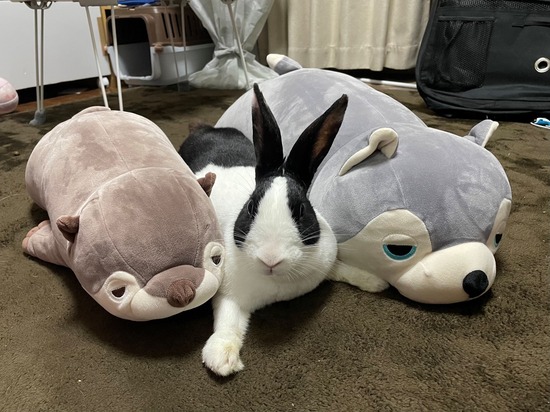 まるちゃんimage0 (005)