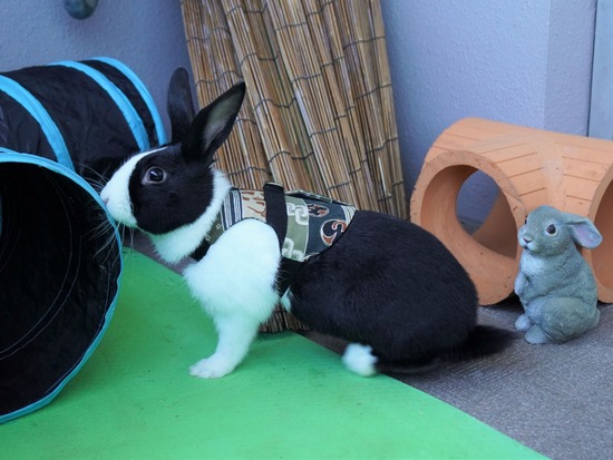 220101クッキーDSC00651 (2)