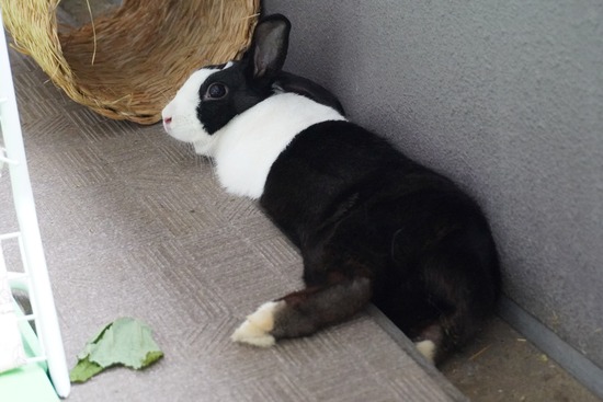 20230429こまDSC06391