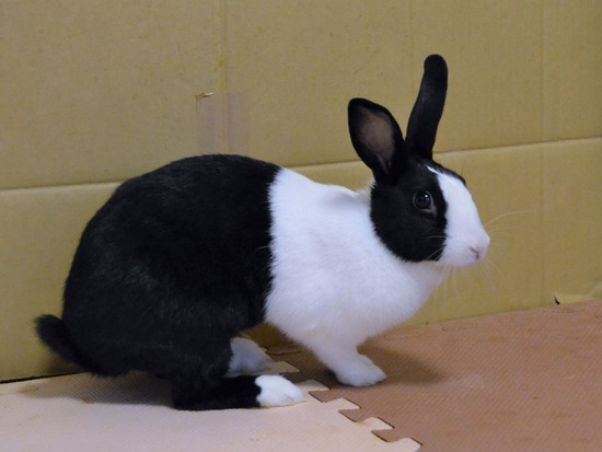 210723 こまDSC_0114 (2)