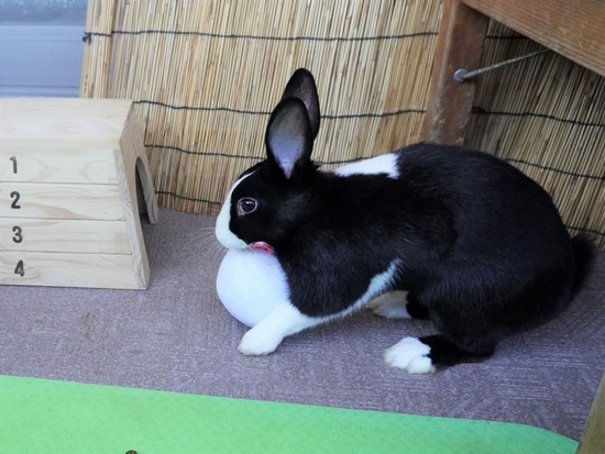 220110ビスケDSC03089 (2)