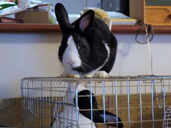 220709ビスケDSC07393 (2)