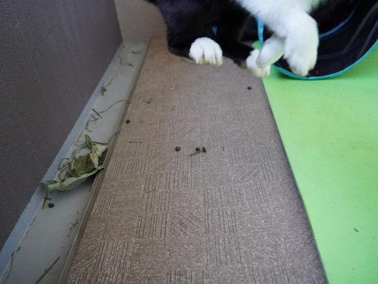 220110ビスケDSC03425 (2)