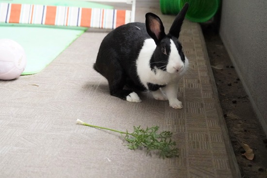 20230611みるDSC00642