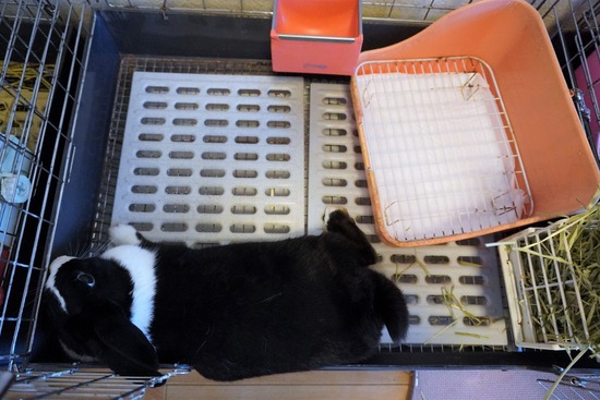 220904もなかDSC09489 (2)