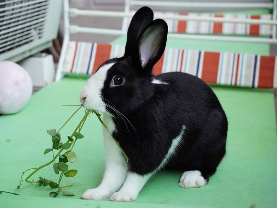 220505ビスケDSC03668 (2)