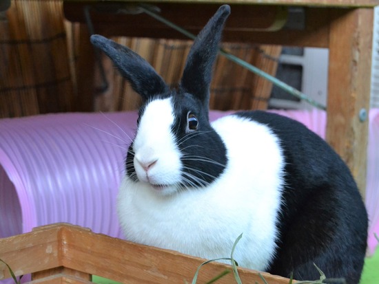 211123 komaDSC_1391 (2)