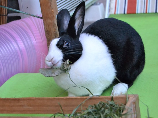 211123 komaDSC_1449 (2)