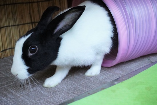 220110komaDSC02770 (2)