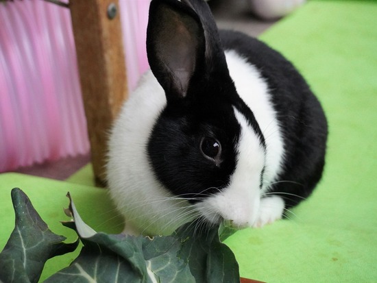 220213komaDSC06702 (2)