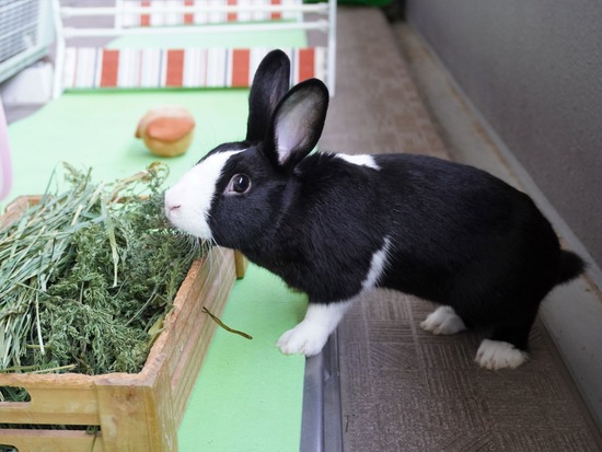 220410ビスケDSC00794 (2)