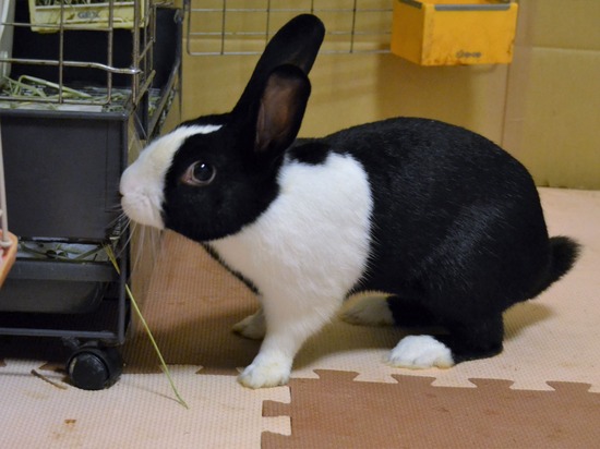 210723 ビーツDSC_0270 (2)