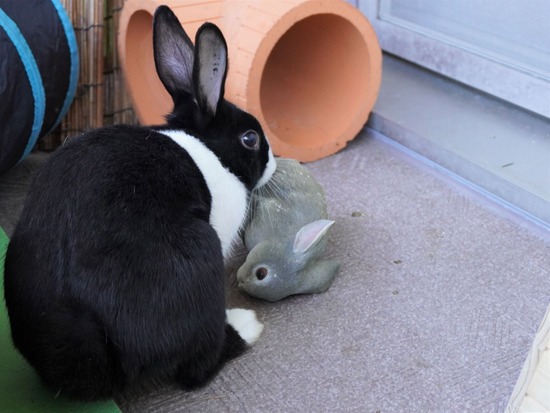 220103ビスケDSC01943 (2)