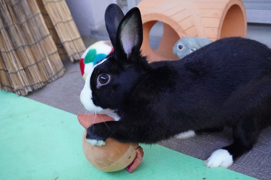 20230503こんDSC07832