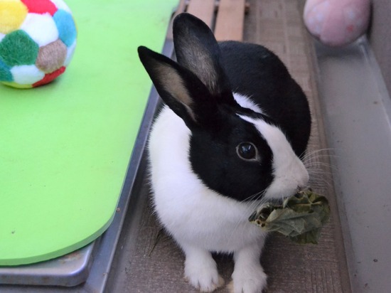 210920 koma DSC_2384 (2)