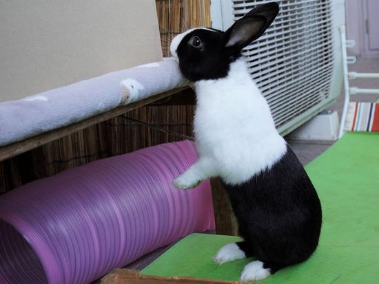 220110クッキーDSC02893 (2)