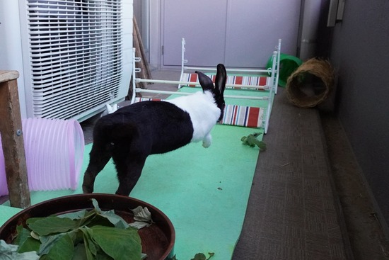 20230503くりDSC07623