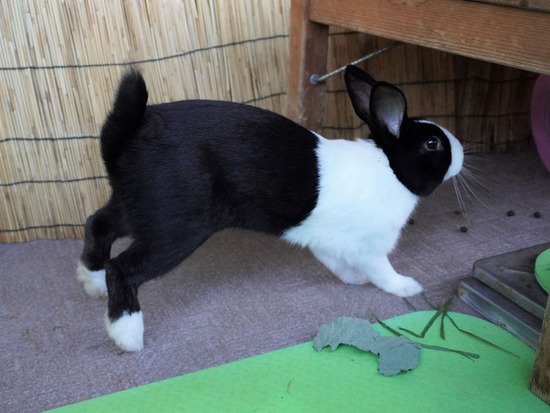 220129クッキーDSC04140 (2)