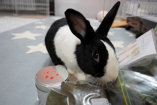 20230729げんDSC01695