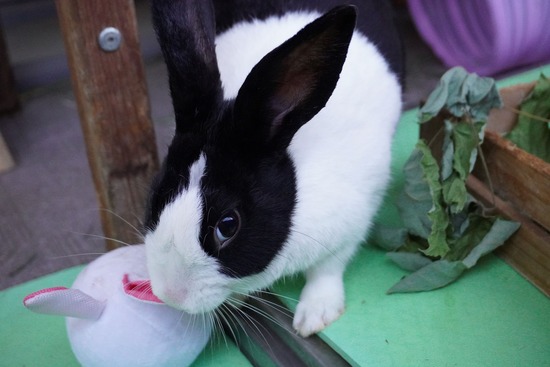 20230503くりDSC07659