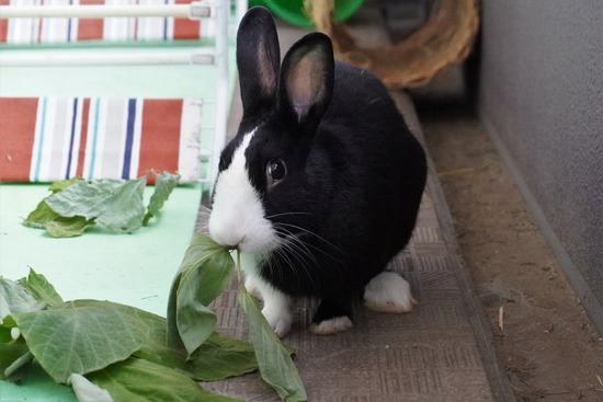 20230503こんDSC07756